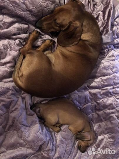 Такса/ вязка