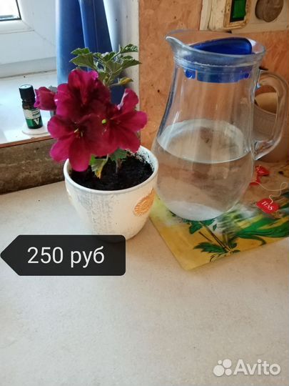 Спатифиллум