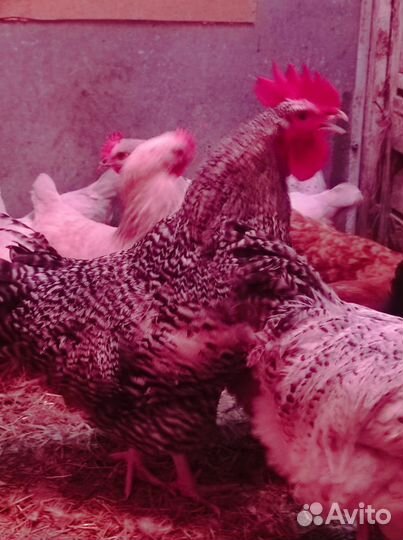 Петух (доминант)