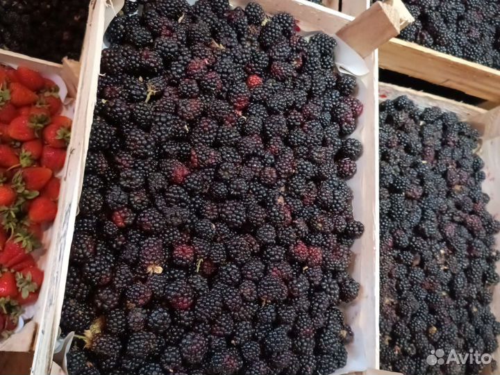 Клубника Малина Ежевика