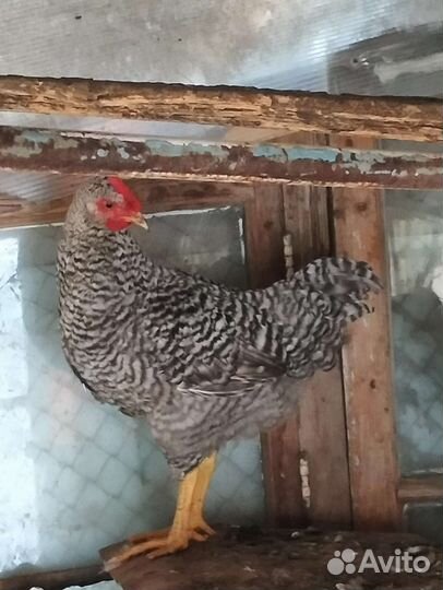 Петушки подрощенные на племя и на мясо