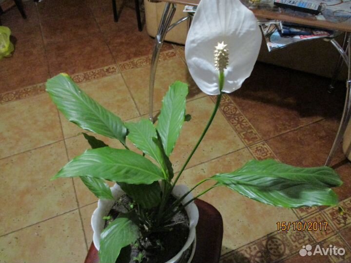 Спатифиллум (женское счастье)