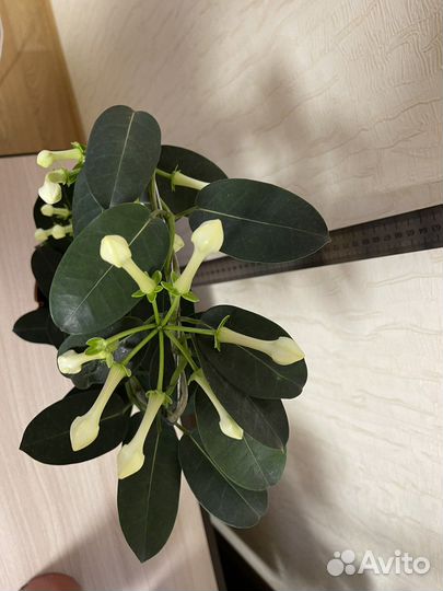 Стефанотис(мадагаскарский жасмин) Кливио