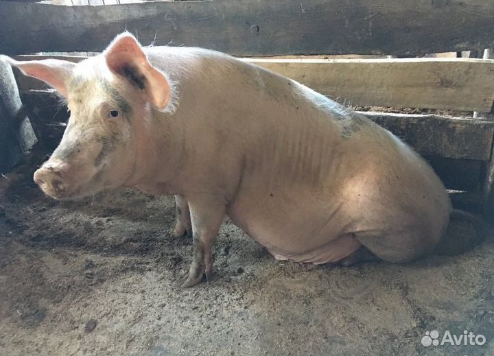 Хряк на племя