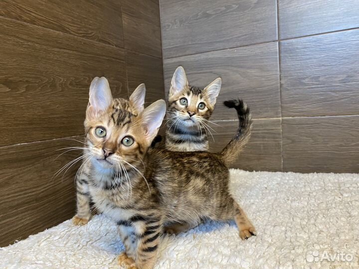 Чаузи котята Дамбо и Дина