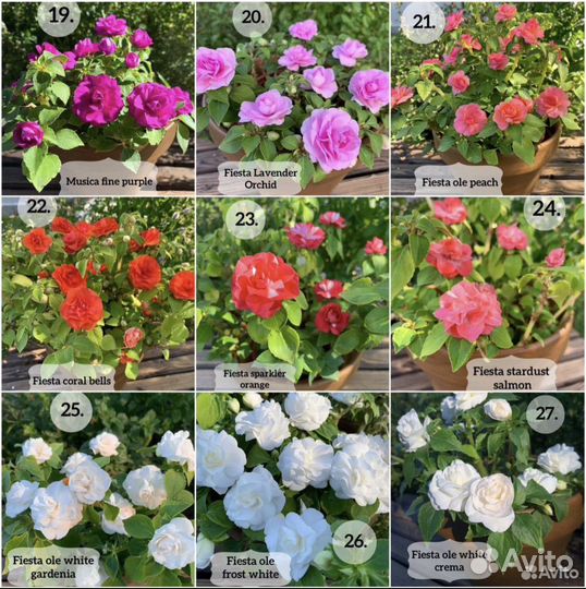 Махровые бальзамины