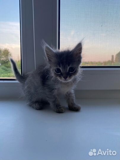 Кошки