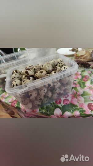 Яйца перепелиные домашние крупные