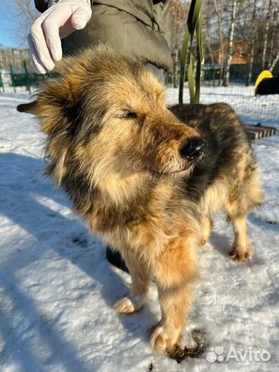 Собака в добрые руки отдам бесплатно