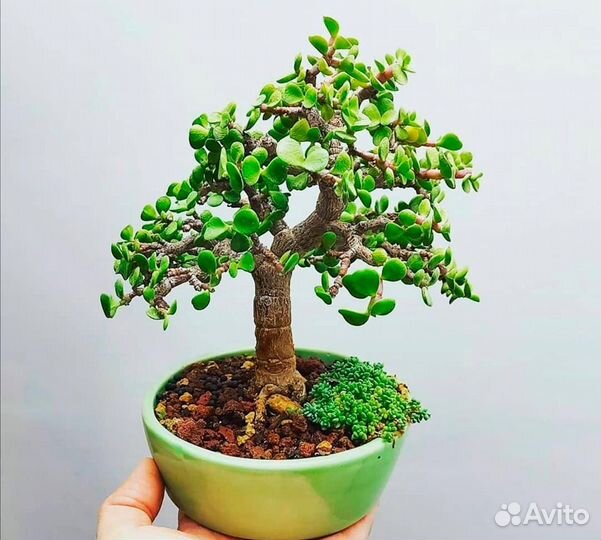 Портулакария Афра (Dwarf Jade). Суккулент