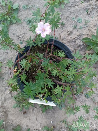 Герань 'Vision Pink'