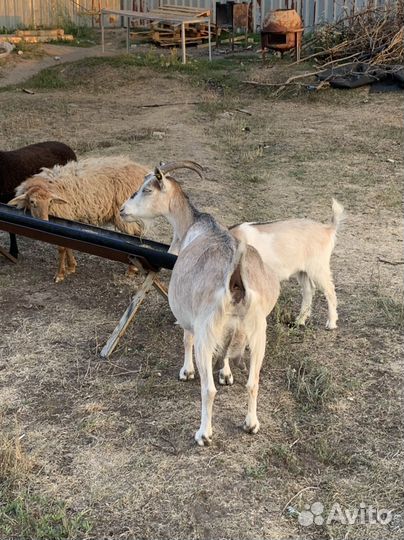 Козы молоко