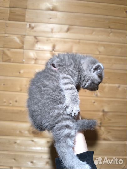 Британские котята