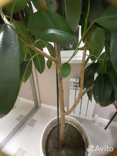 Фикус каучуконосный