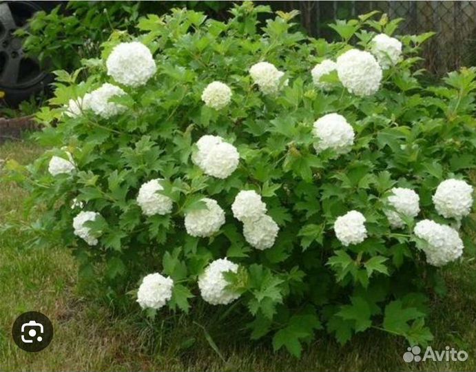 Продам кустарники калины 