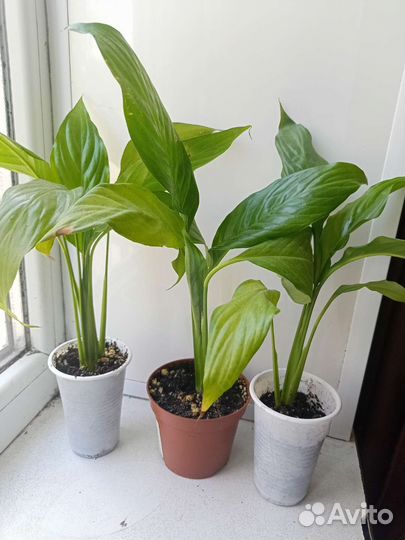 Спатифиллум