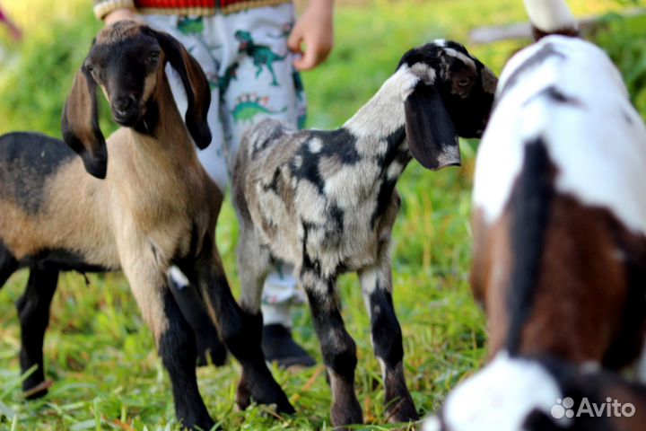 Продаются козы, козлята