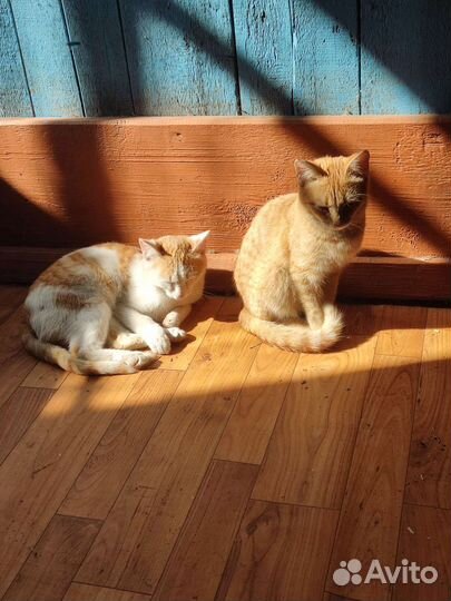 Кошки(1 кот(бело рыжий ) и 3 кошки