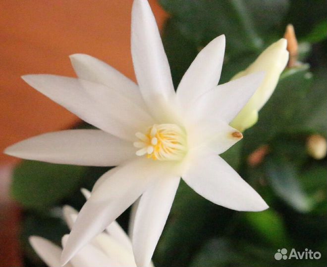 Декабрист оранжевый/белый,рипсалидопсис