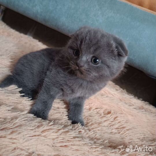 Шотландские котята