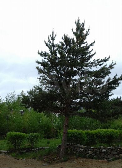 Дом 66 м² на участке 12 сот.