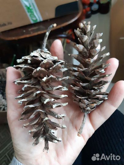 Шишки веймутовой сосны для поделок