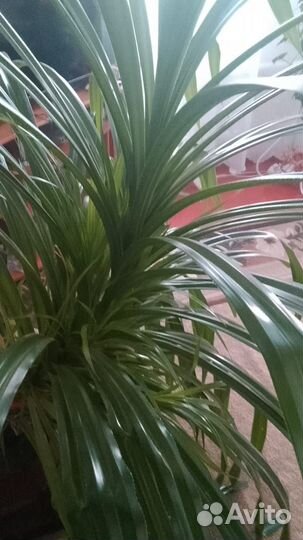Пальма панданус с керамическим горшком