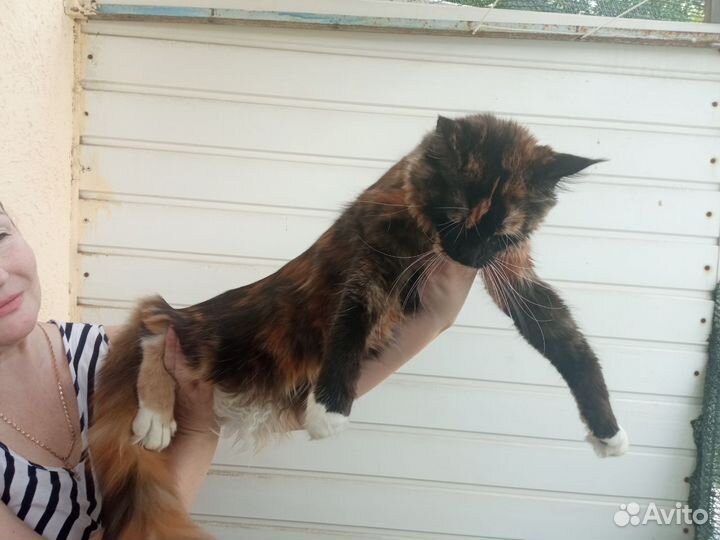 Кошка - подросток - мейн-кун