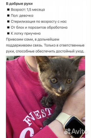 Котенок