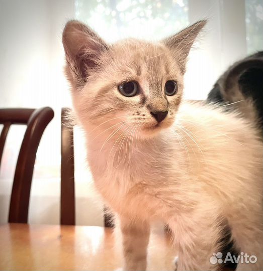 Котики