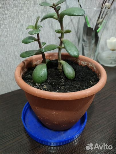 Толстянка, денежное дерево