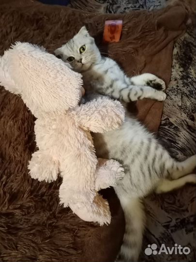 Ищем кота на вязку