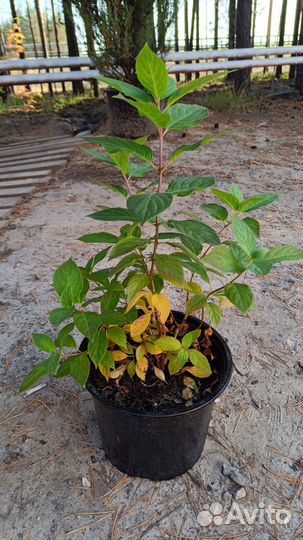 Гортензия долли