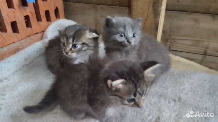 Котята в добрые руки бесплатно