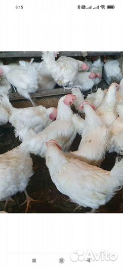 Куры молодки несушки