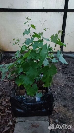 Саженцы винограда