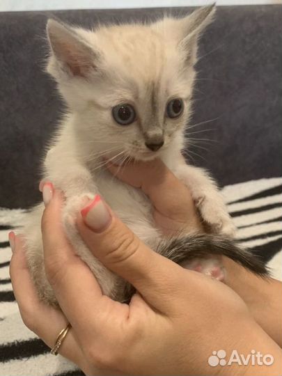 Сиамские котята