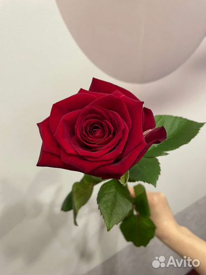 Роза красная