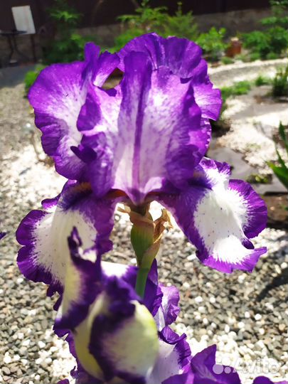 Ирисы бородатые сортовые