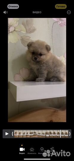 Померанский шпиц