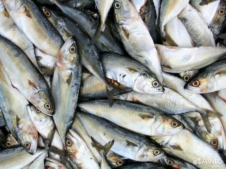 Готовый бизнес: рыбный магазин с доходом