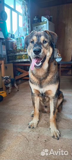 Собака в добрые руки