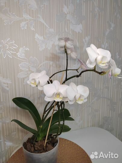 Орхидея фаленопсис