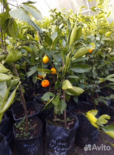Элитные Цитрусы Саженцы 30 Видов закрытая корневая