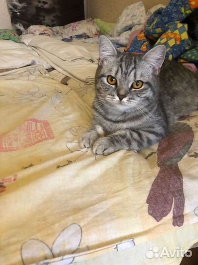 Кошки в добрые руки бесплатно