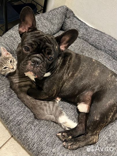 Французский бульдог