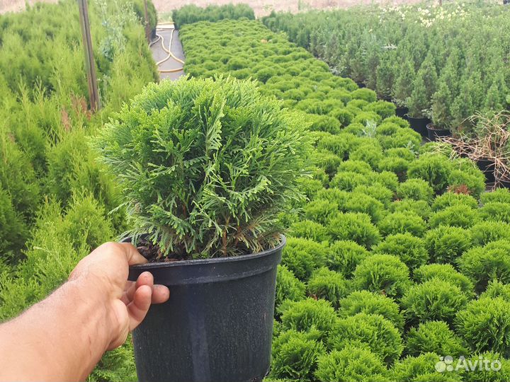Туя шаровидная Даника