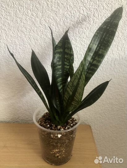 Сансевиерия