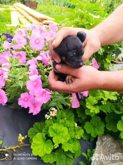 Мини той-терьер