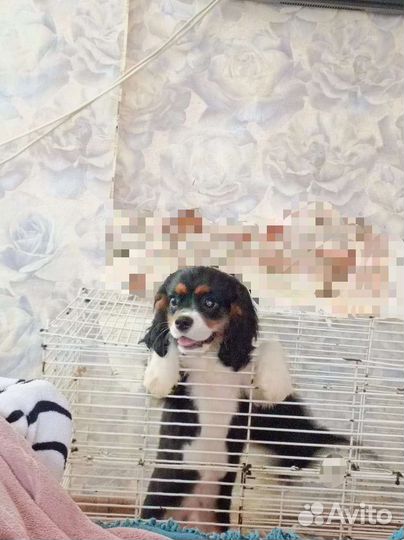 Кавалер кинг чарльз спаниель